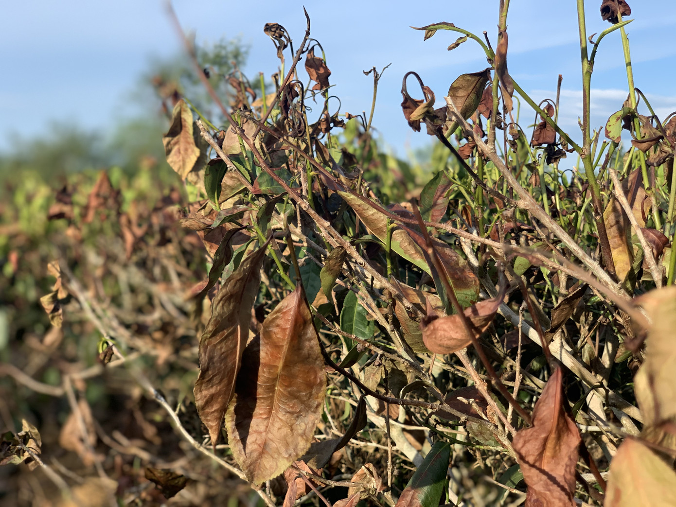 Nắng quay quắt, nhiều đồi chè Hà Tĩnh cháy khô, dân chất đống đem về làm củi ảnh 6