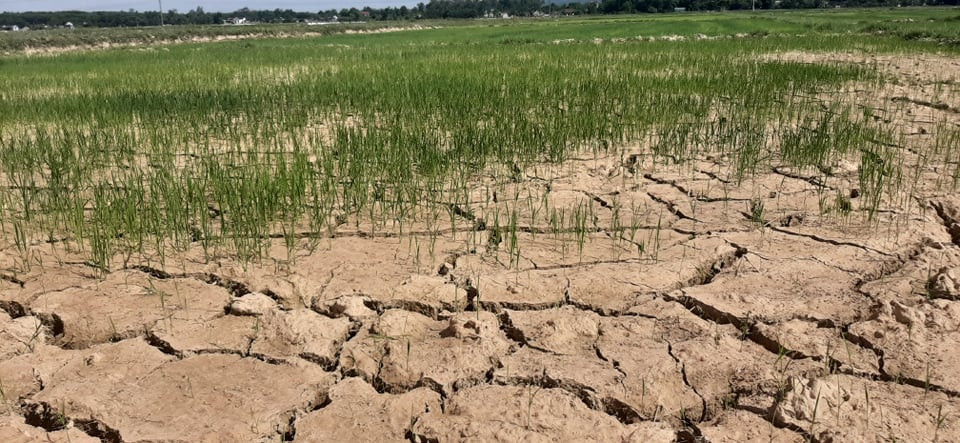 Hồ đập cạn khô, ruộng đồng nứt nẻ, dân quay cuồng trong nắng nóng miền Trung ảnh 18