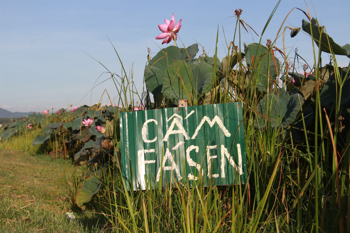 'Biến' đồng hoang thành đầm sen, nông dân thu hàng chục triệu mỗi vụ ảnh 19