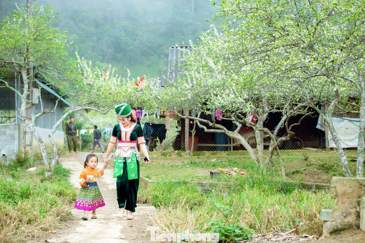 Thiếu nữ khoe sắc bên hoa mận nở trắng muốt nơi cổng trời đẹp như tranh ảnh 11