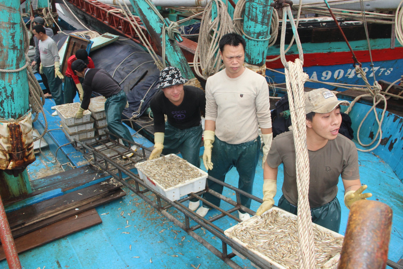 Ngư dân Nghệ An trúng đậm cá trỏng phục vụ thị trường Tết ảnh 2