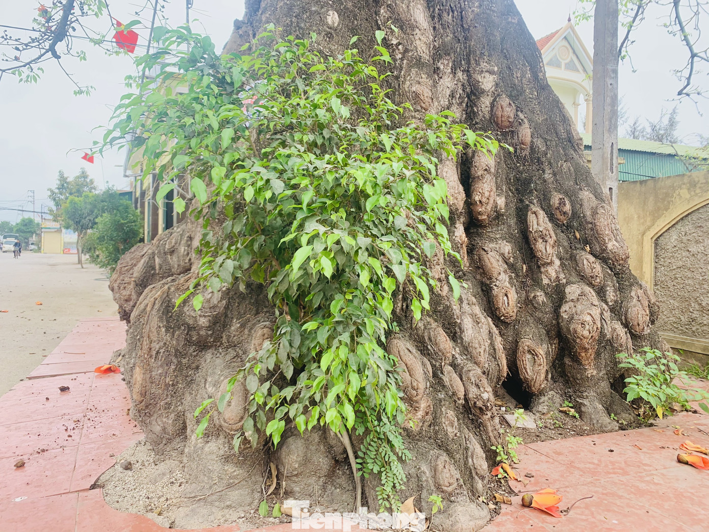 Ngắm cây gạo 150 tuổi được công nhận là cây Di sản Việt Nam ở Nghệ An ảnh 4