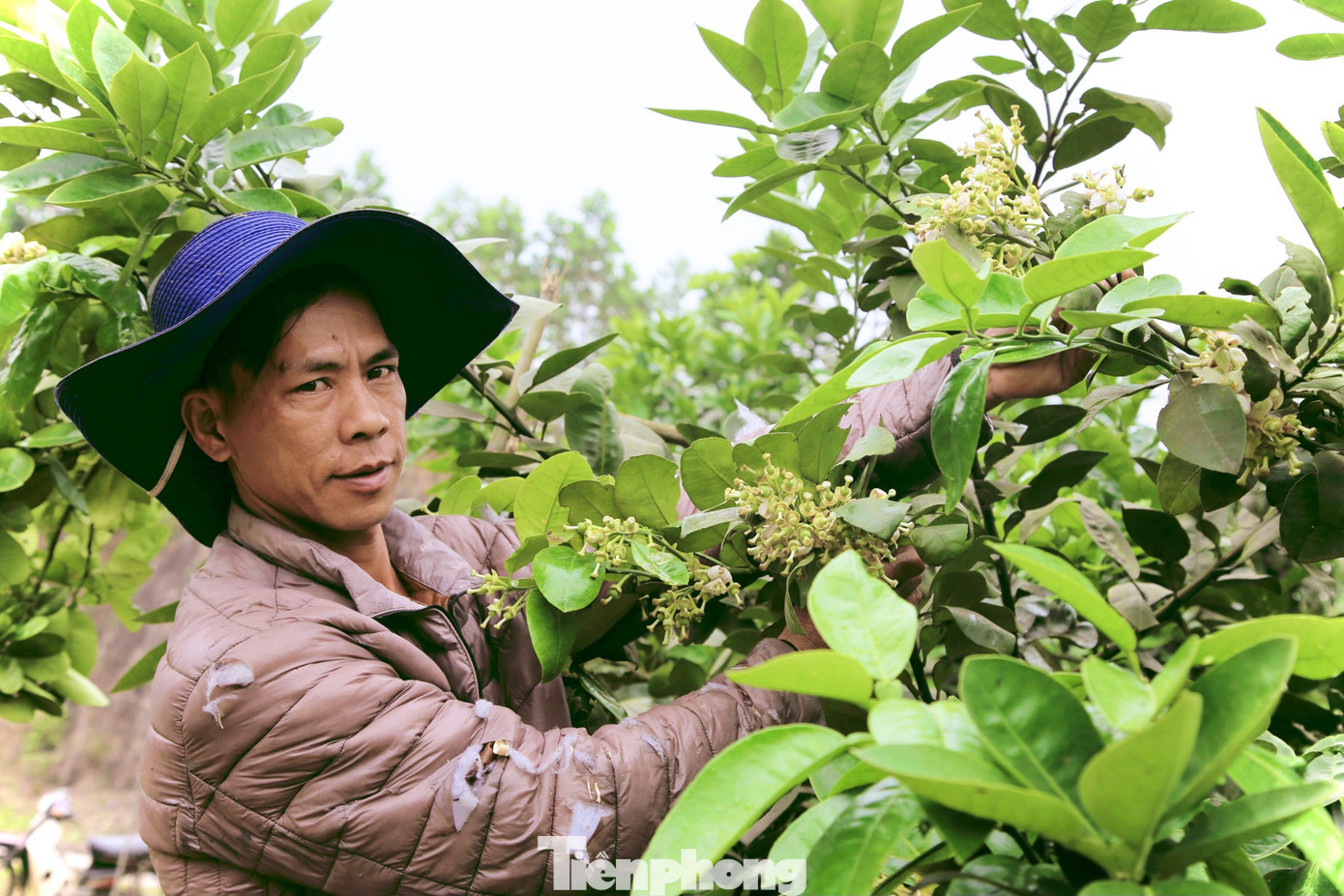 Xem nông dân Hà Tĩnh thụ phấn cho 'đệ nhất bưởi' ảnh 15