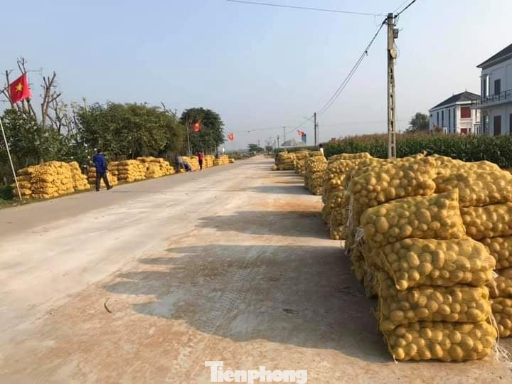 Khoai tây được mùa được giá, nông dân Nghệ An phấn khởi thu hoạch ảnh 9