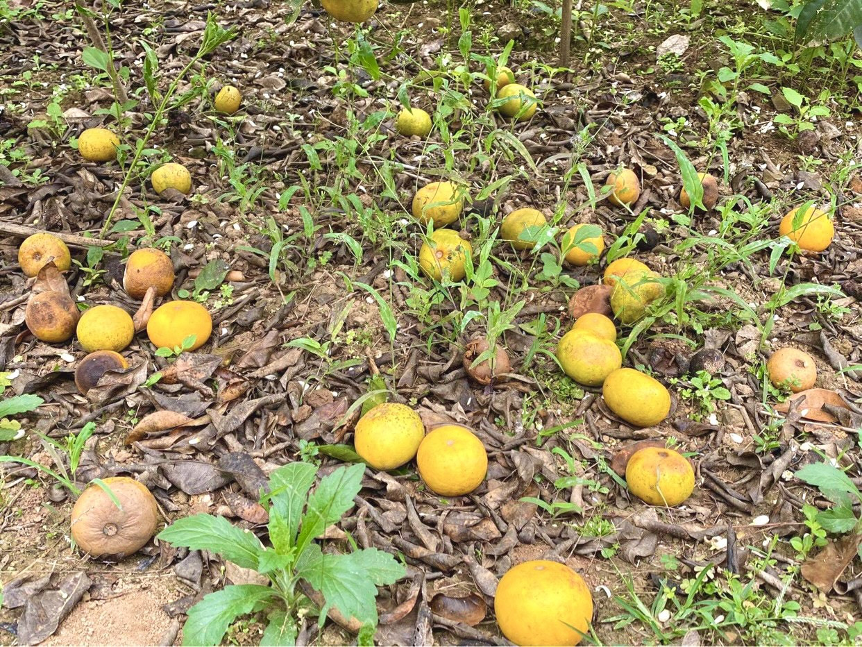 Đặc sản quýt Nghệ An bán rẻ như cho vẫn không ai mua ảnh 3