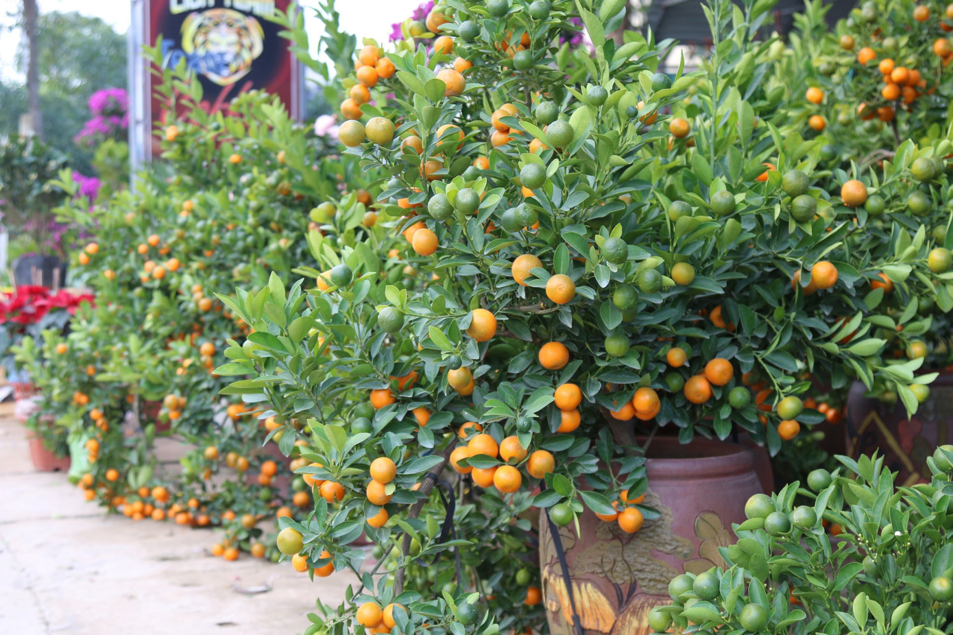 Rực rỡ sắc xuân ở làng hoa lớn nhất thành Vinh ảnh 10