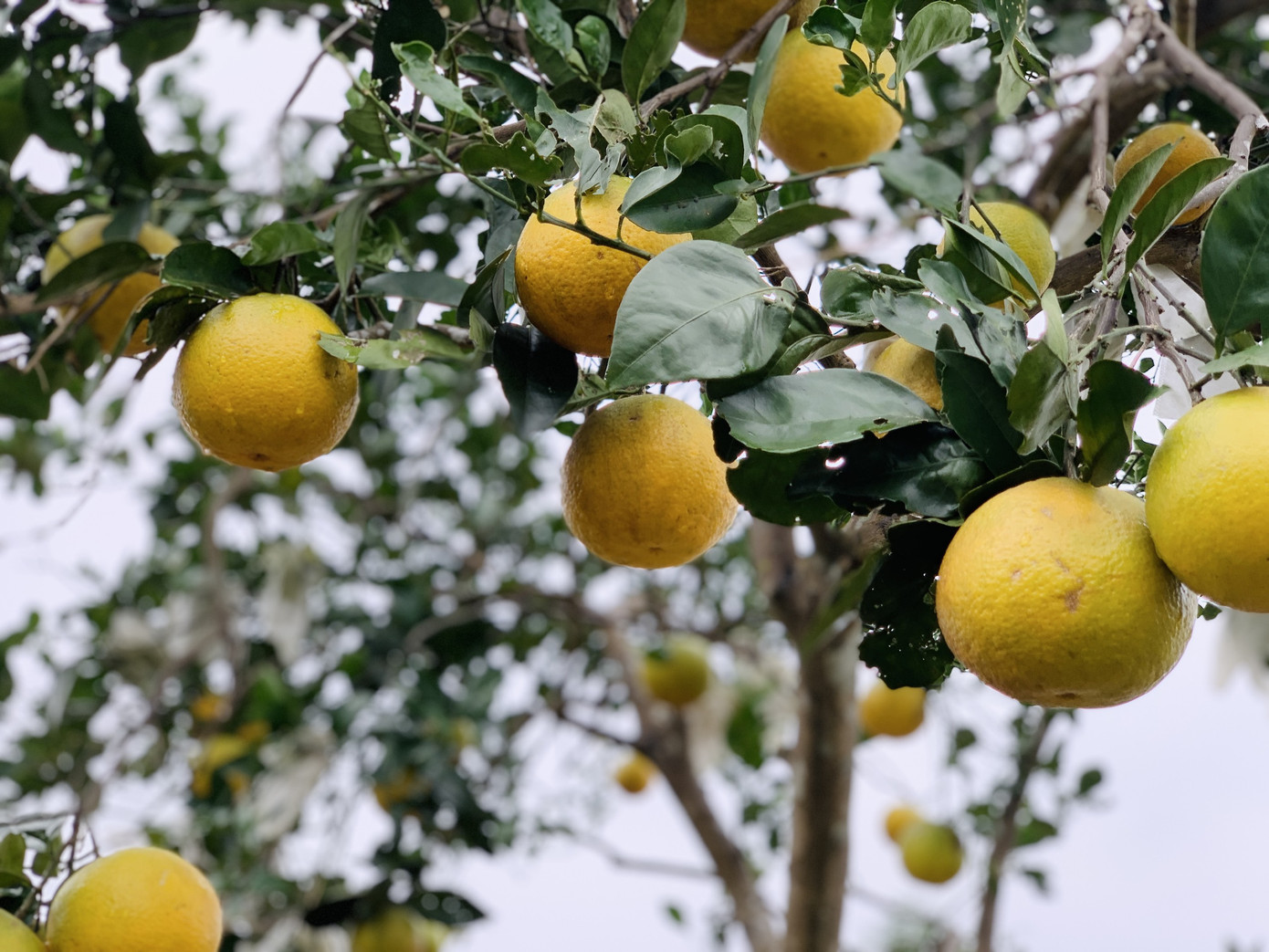 'Đệ nhất' cam Hà Tĩnh vào vụ, chín vàng cả khu đồi ảnh 2