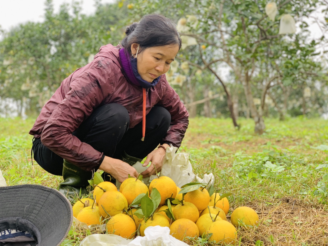 'Đệ nhất' cam Hà Tĩnh vào vụ, chín vàng cả khu đồi ảnh 11