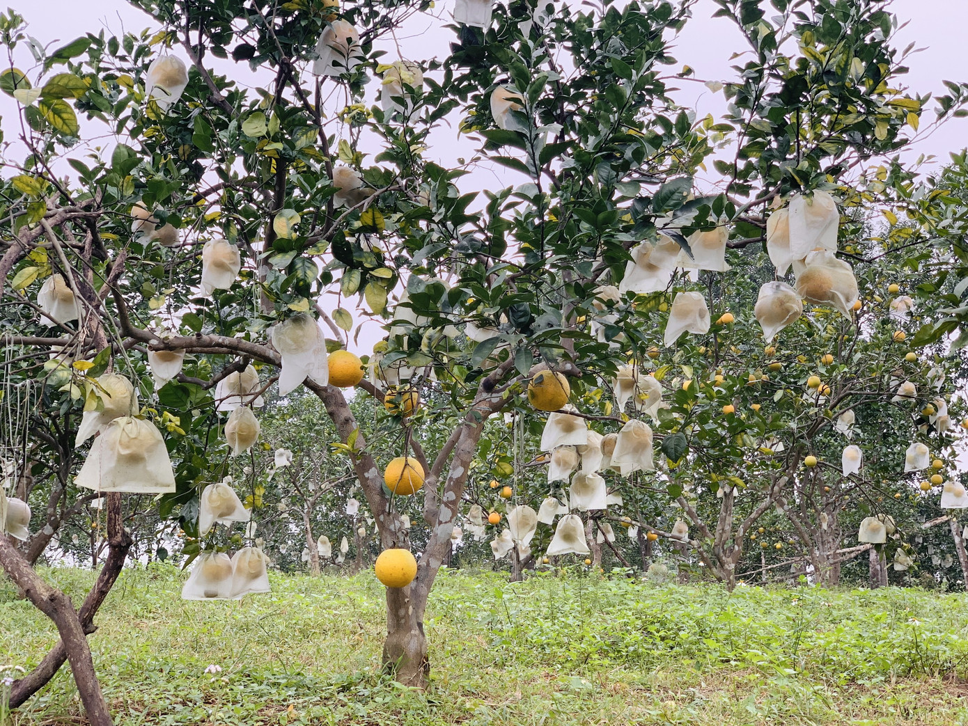 'Đệ nhất' cam Hà Tĩnh vào vụ, chín vàng cả khu đồi ảnh 8