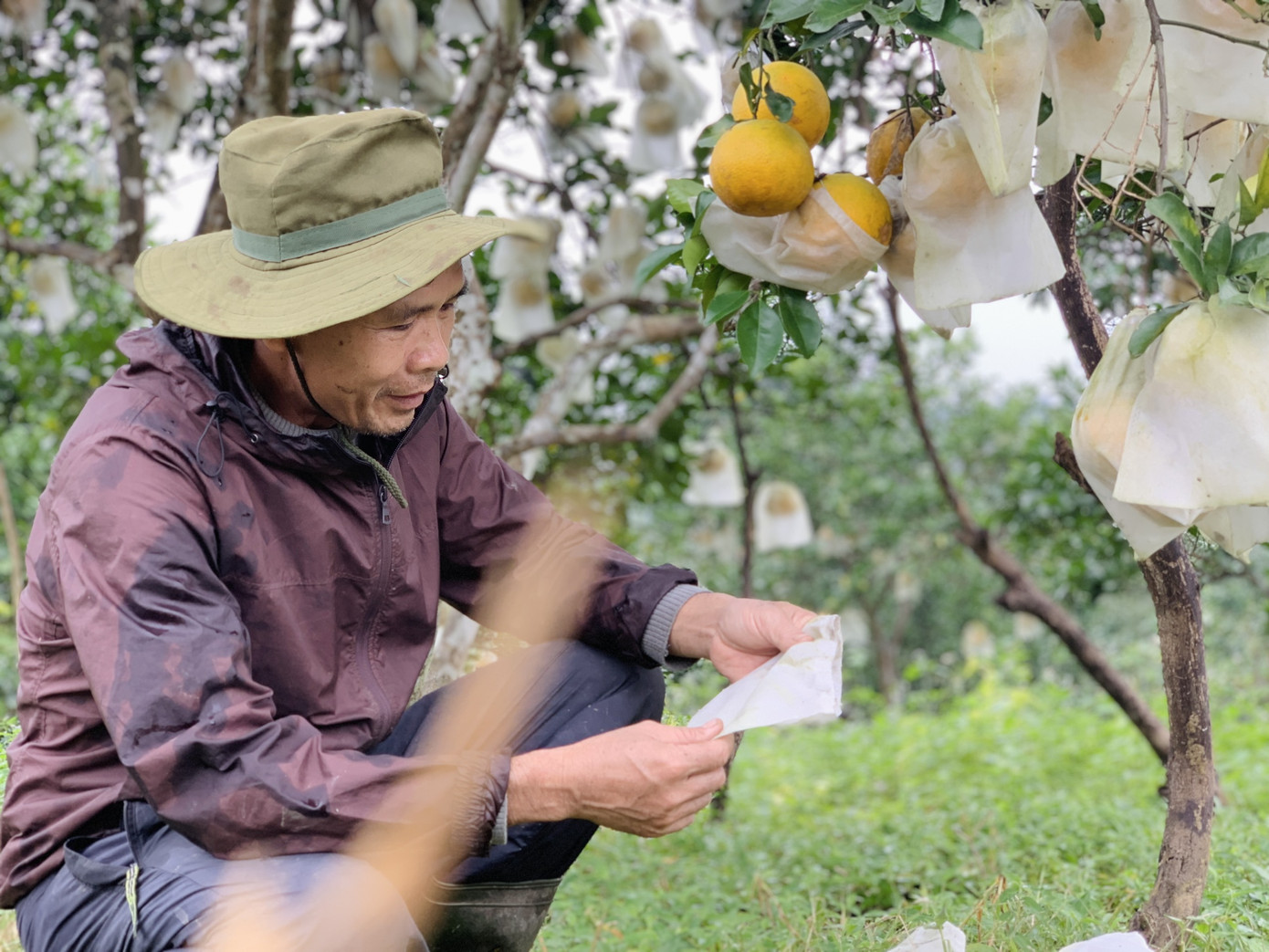 'Đệ nhất' cam Hà Tĩnh vào vụ, chín vàng cả khu đồi ảnh 4