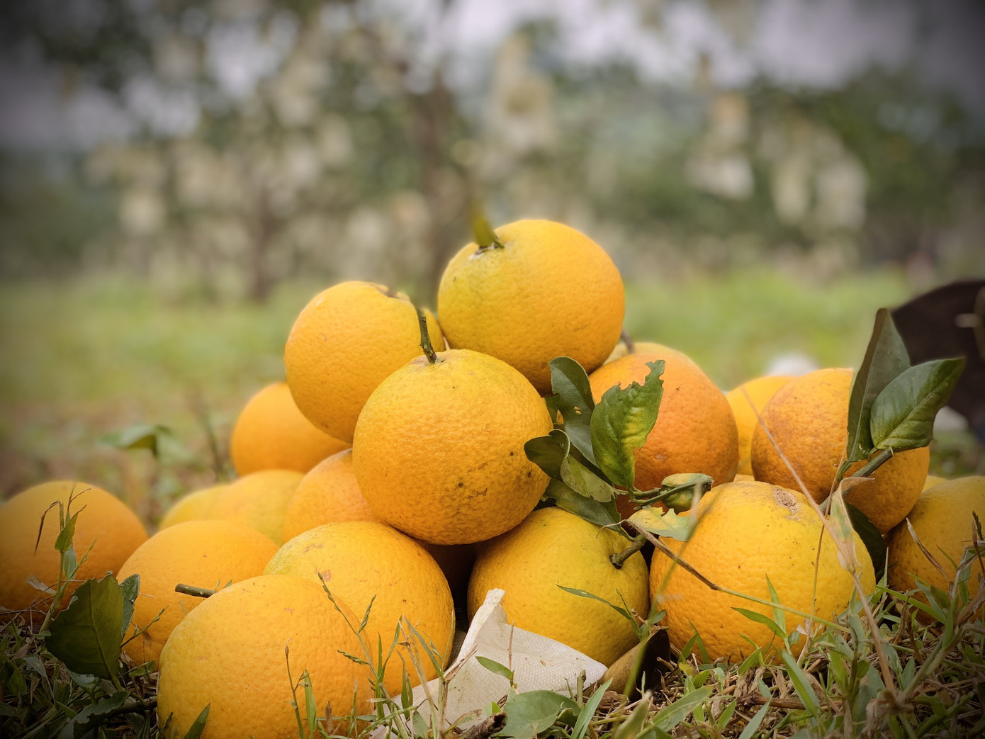 'Đệ nhất' cam Hà Tĩnh vào vụ, chín vàng cả khu đồi ảnh 13