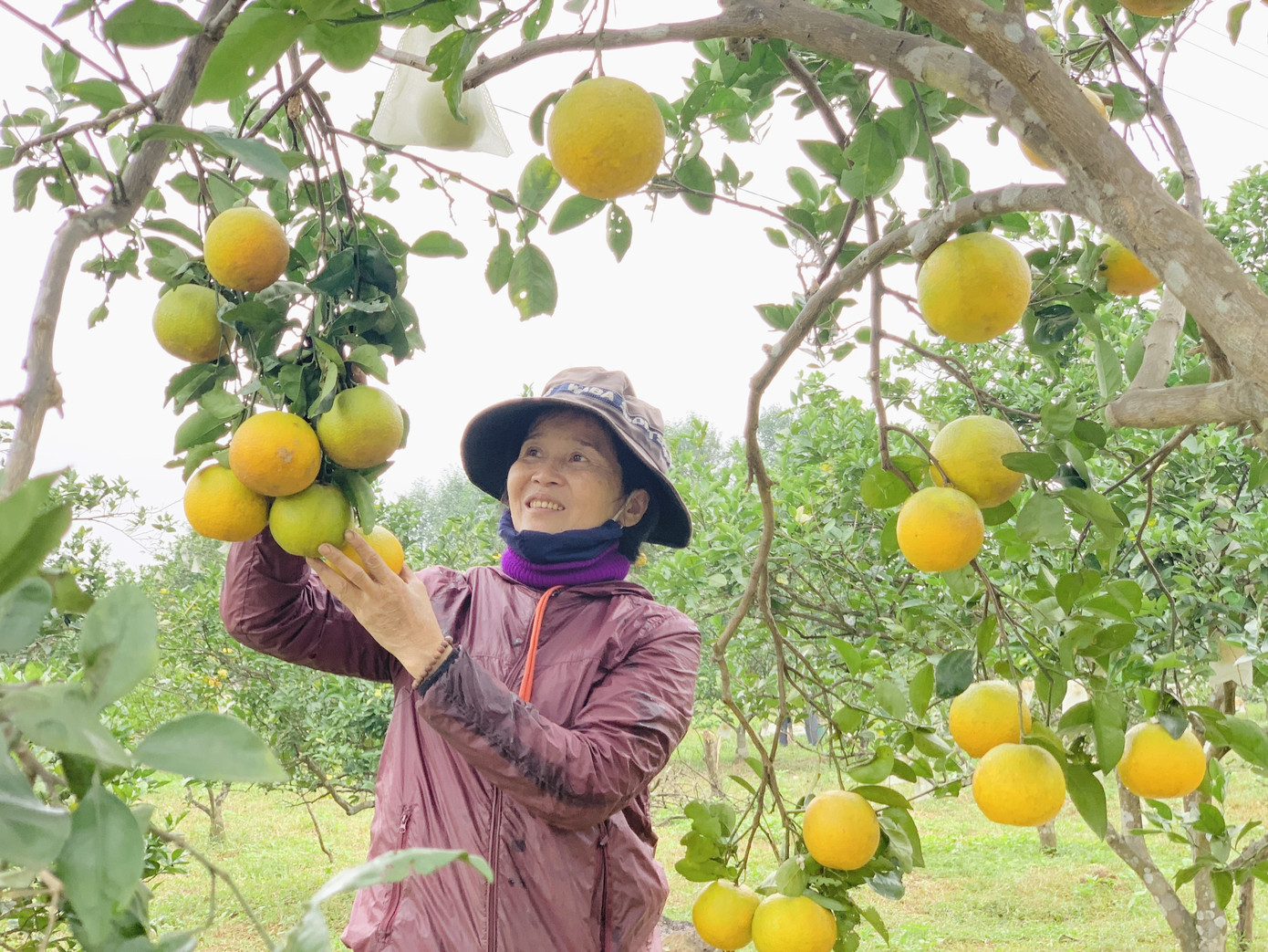 'Đệ nhất' cam Hà Tĩnh vào vụ, chín vàng cả khu đồi ảnh 12