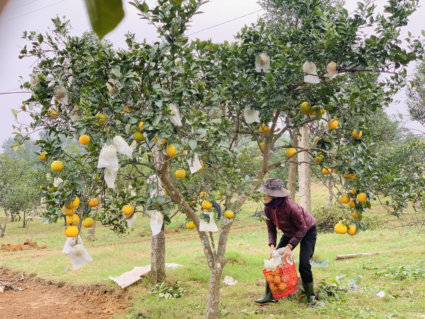 'Đệ nhất' cam Hà Tĩnh vào vụ, chín vàng cả khu đồi ảnh 6