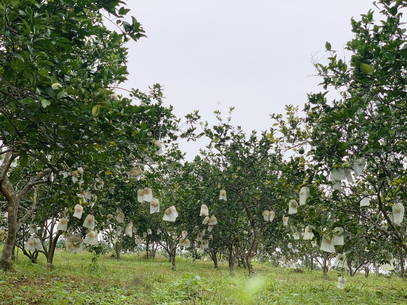 'Đệ nhất' cam Hà Tĩnh vào vụ, chín vàng cả khu đồi ảnh 7