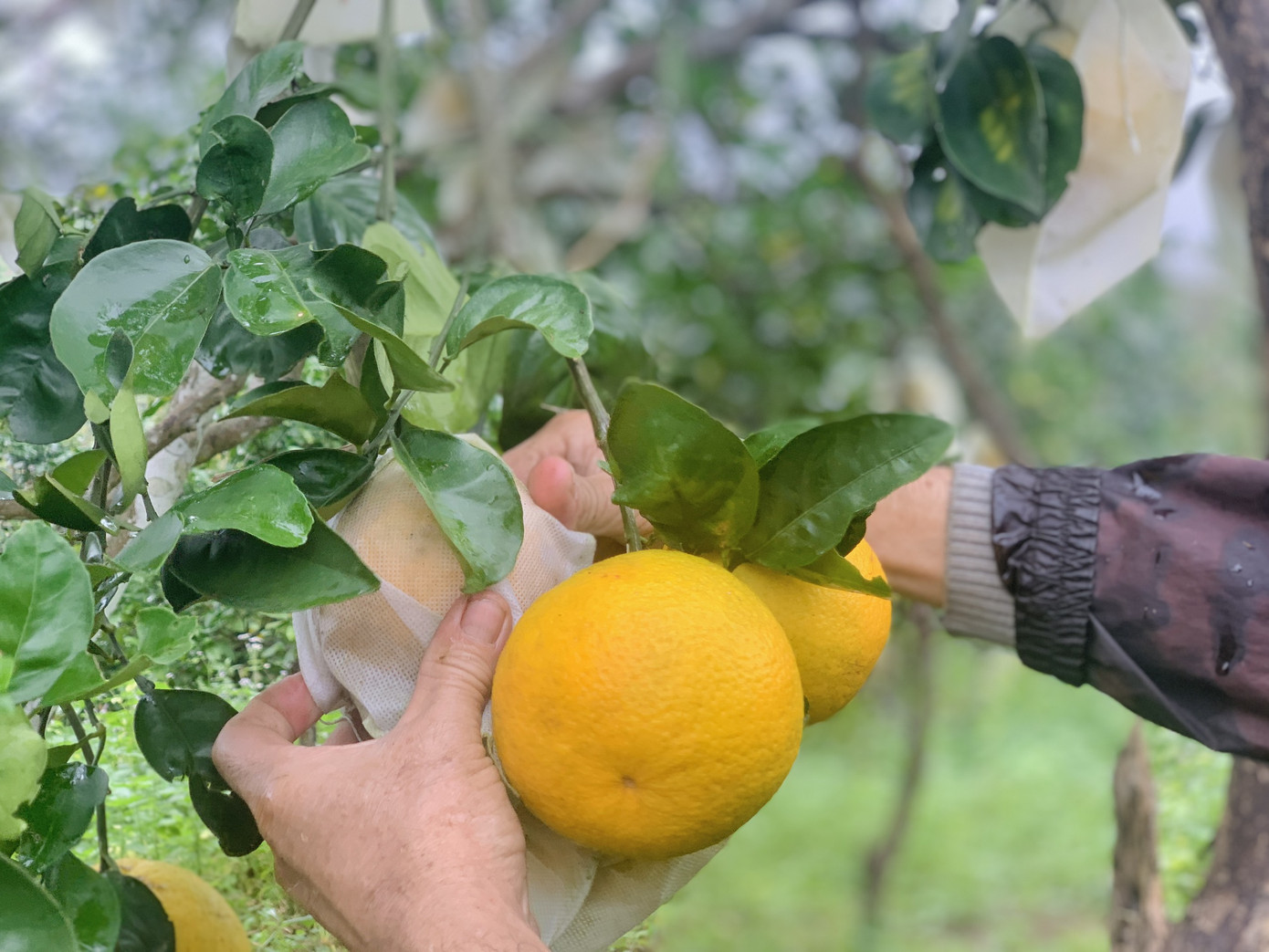 'Đệ nhất' cam Hà Tĩnh vào vụ, chín vàng cả khu đồi ảnh 10