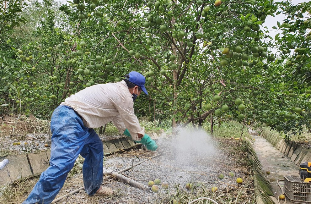'Đệ nhất cam' xứ Nghệ rụng vàng gốc sau lũ ảnh 4