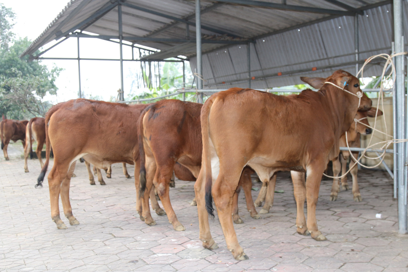 Tập đoàn Phúc Sơn, Báo Tiền Phong trao bò giống hỗ trợ bà con vùng lũ Hà Tĩnh ảnh 1