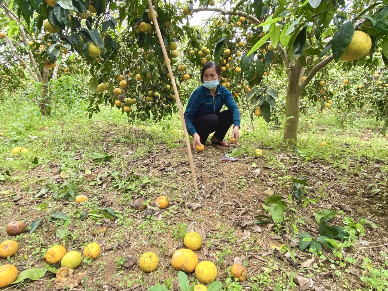 Đặc sản quýt Nghệ An bán rẻ như cho vẫn không ai mua ảnh 4