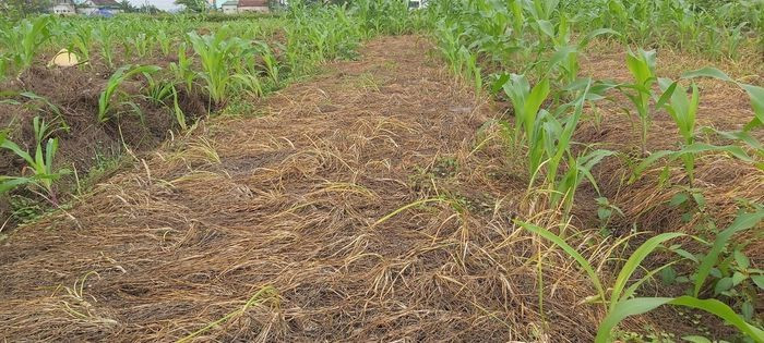 Nghệ An: Giá chạm đáy, hàng trăm hecta hành tăm chịu cảnh 'nằm ruộng' ảnh 1