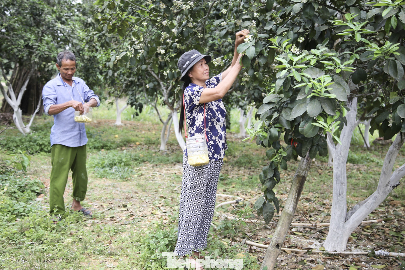 Xem nông dân Hà Tĩnh thụ phấn cho 'đệ nhất bưởi' ảnh 9