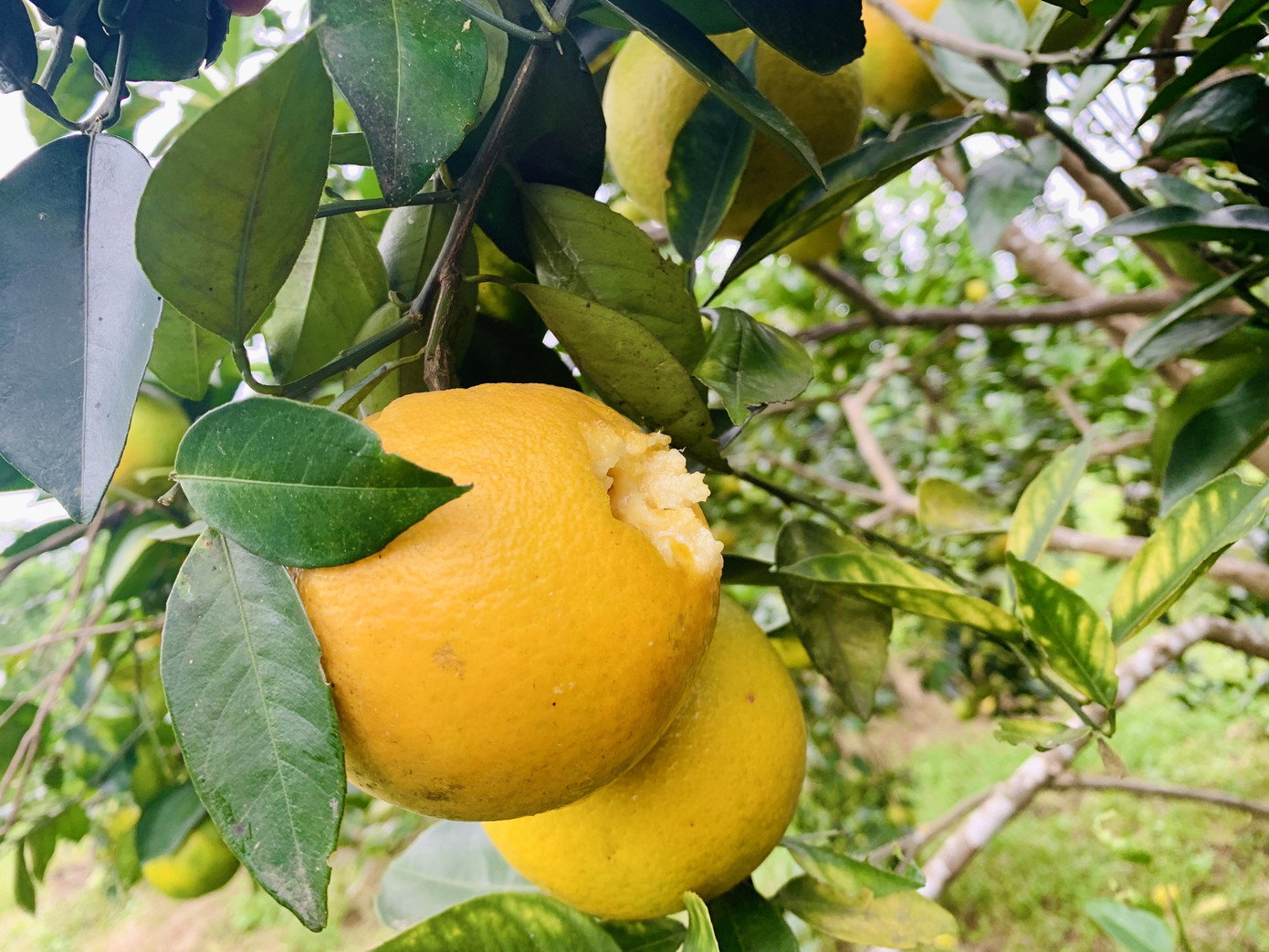 Người dân bất lực nhìn hàng chục tấn cam rụng tả tơi sau mưa lũ ảnh 11