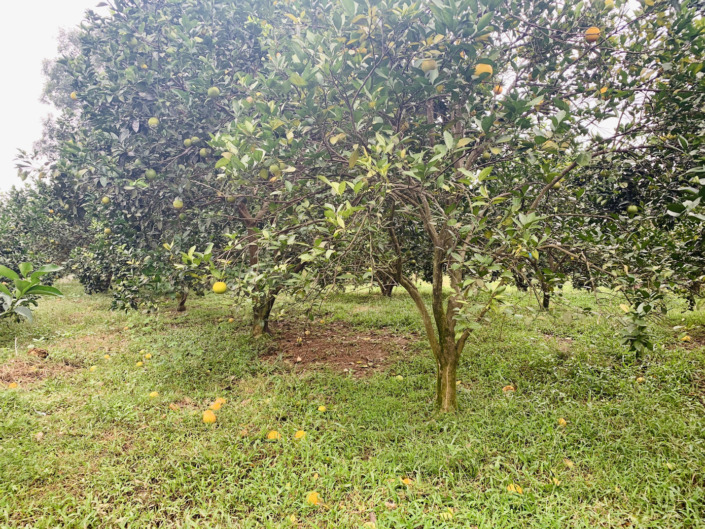 Người dân bất lực nhìn hàng chục tấn cam rụng tả tơi sau mưa lũ ảnh 5