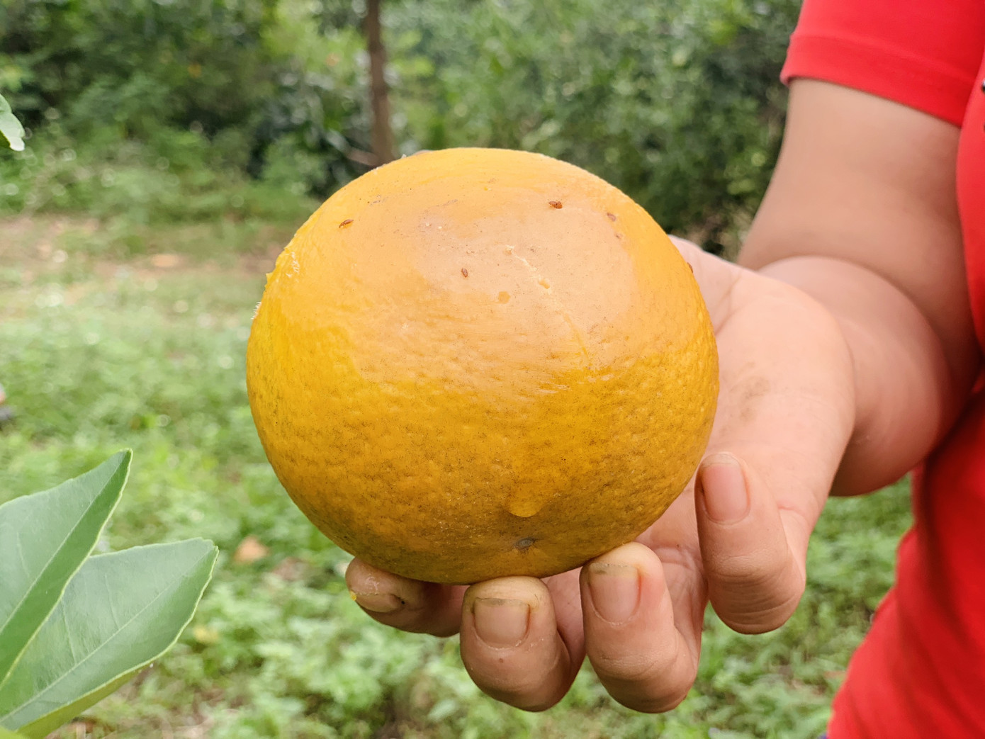 Người dân bất lực nhìn hàng chục tấn cam rụng tả tơi sau mưa lũ ảnh 9