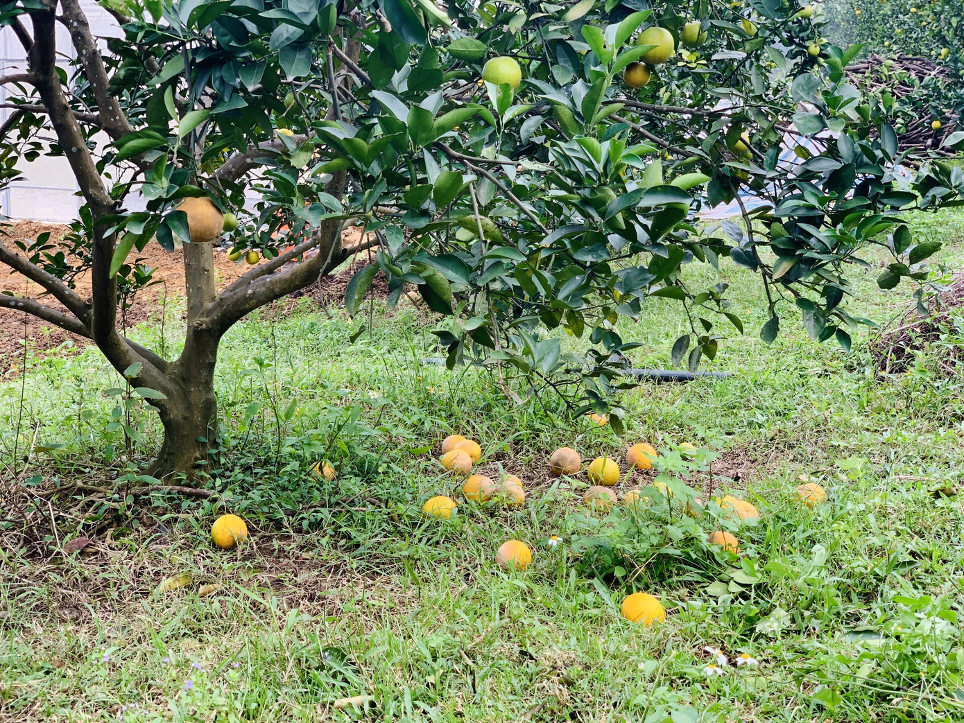 Người dân bất lực nhìn hàng chục tấn cam rụng tả tơi sau mưa lũ ảnh 12