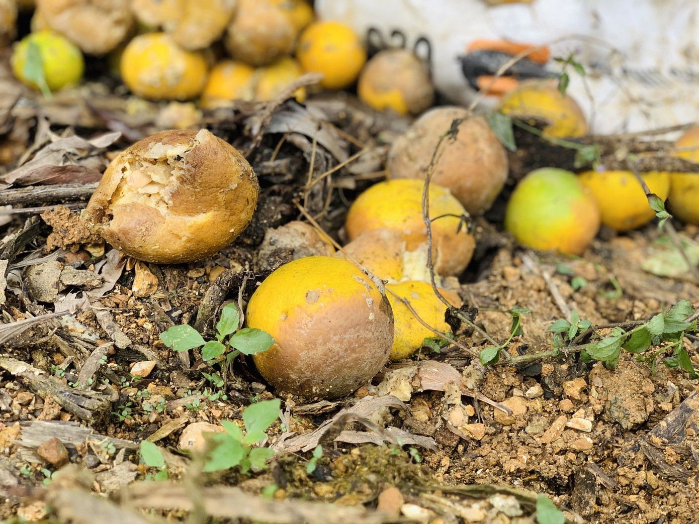 Người dân bất lực nhìn hàng chục tấn cam rụng tả tơi sau mưa lũ ảnh 4