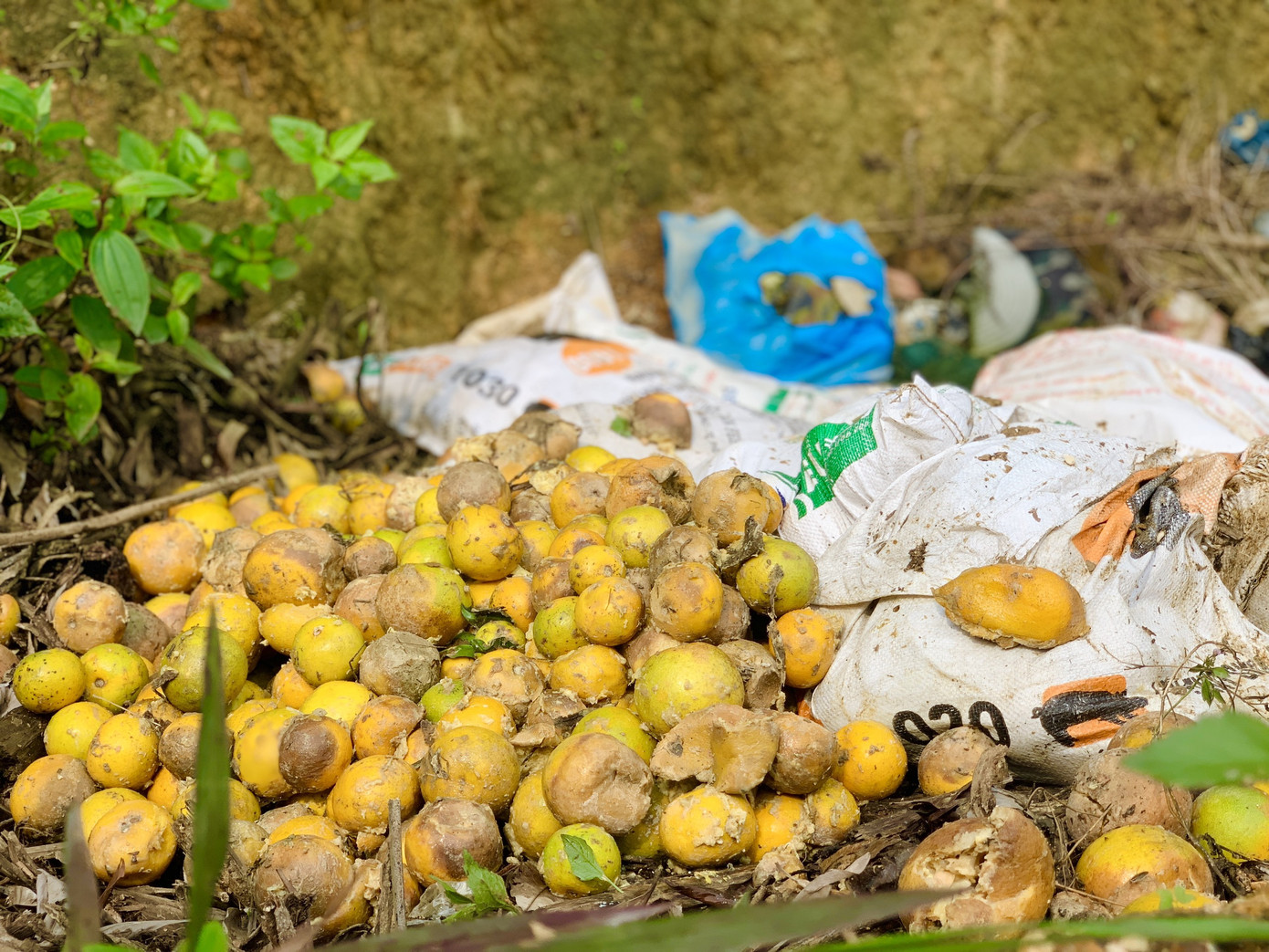 Người dân bất lực nhìn hàng chục tấn cam rụng tả tơi sau mưa lũ ảnh 3