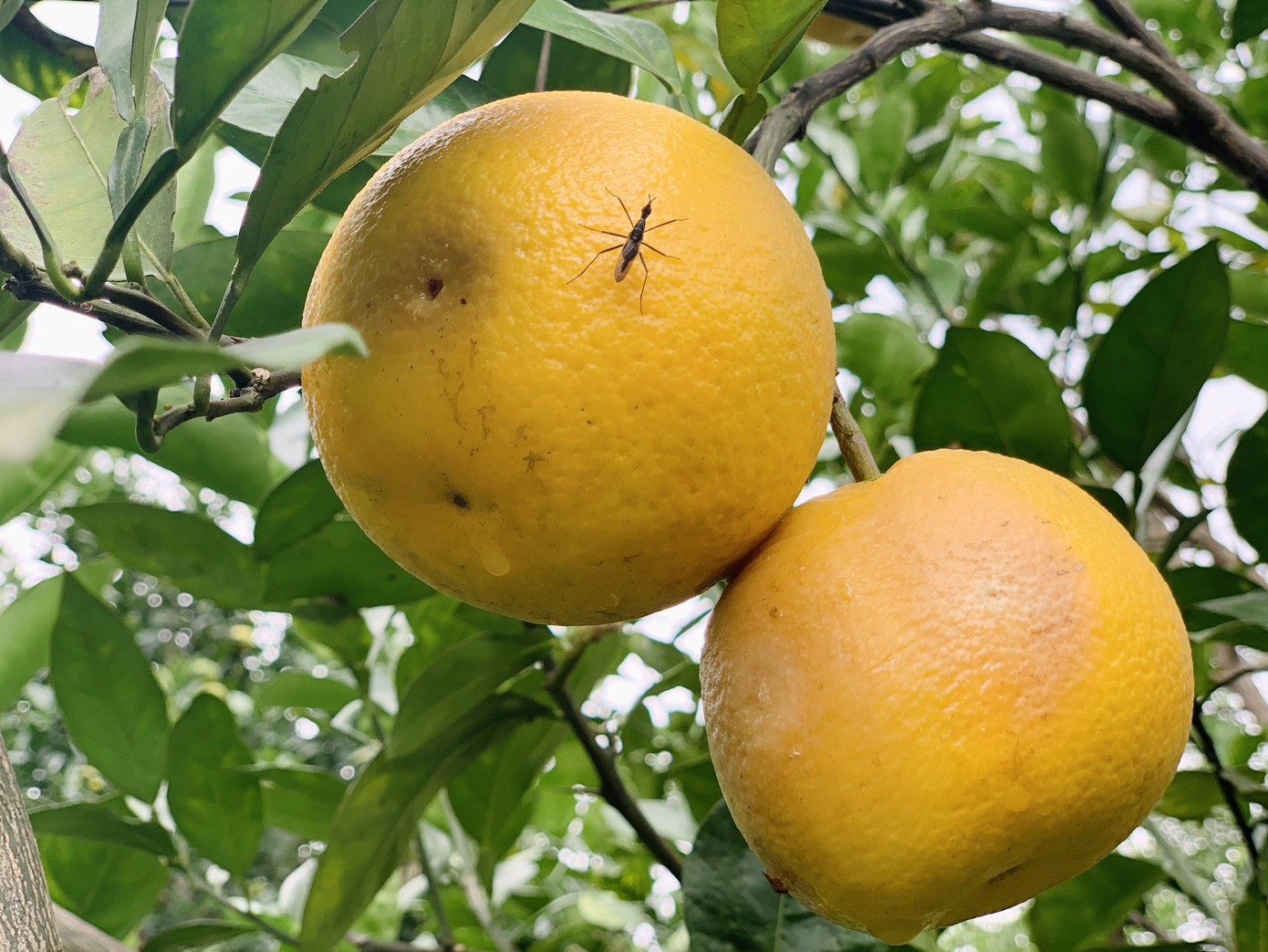 Người dân bất lực nhìn hàng chục tấn cam rụng tả tơi sau mưa lũ ảnh 6