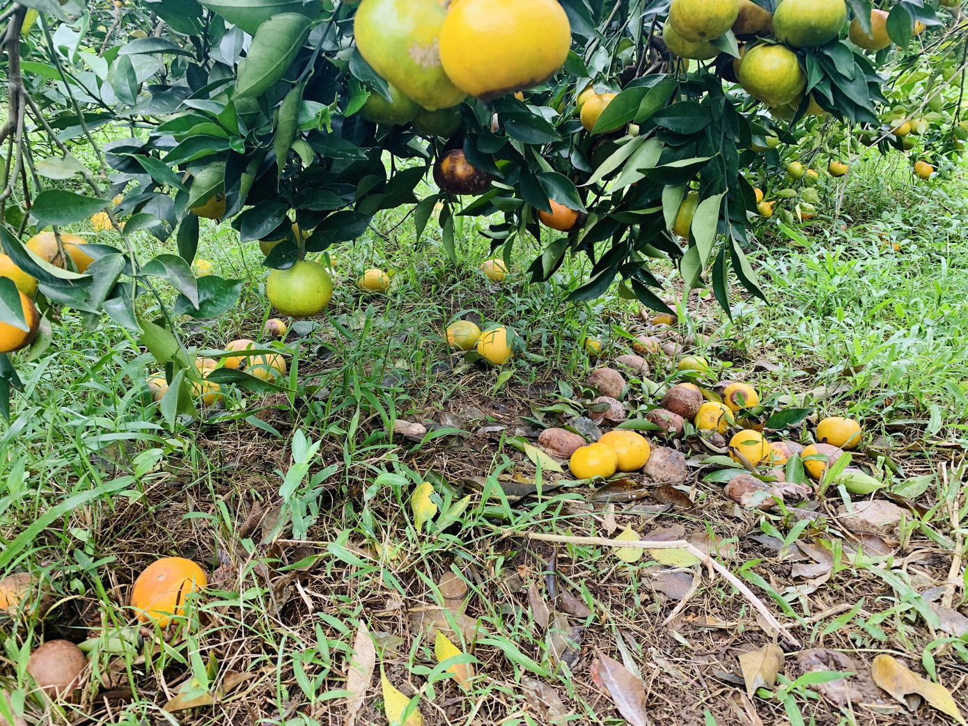 Người dân bất lực nhìn hàng chục tấn cam rụng tả tơi sau mưa lũ ảnh 7