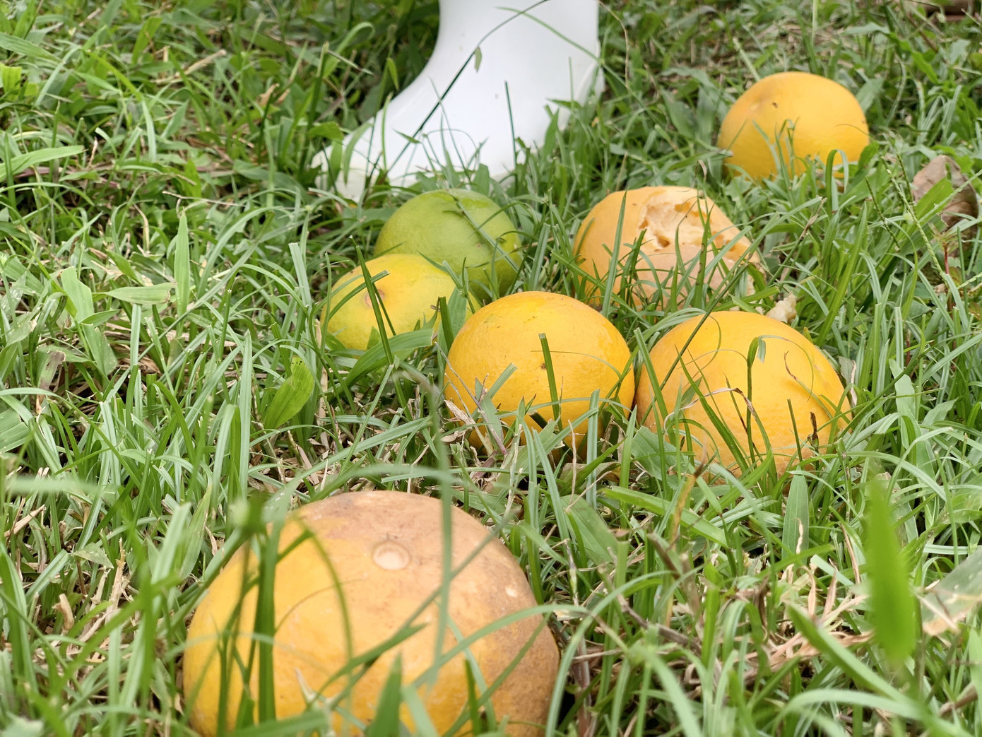 Người dân bất lực nhìn hàng chục tấn cam rụng tả tơi sau mưa lũ ảnh 14