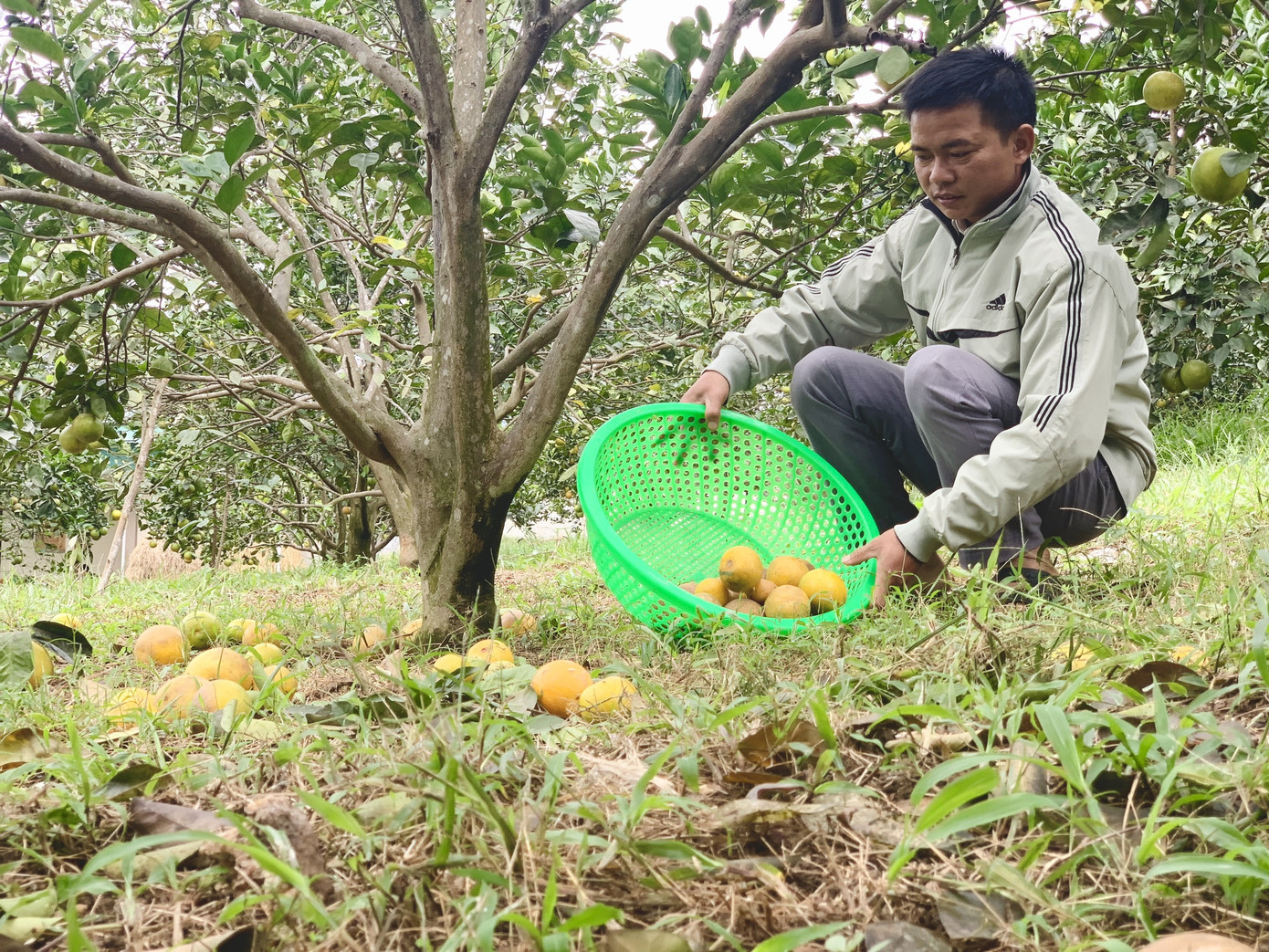 Người dân bất lực nhìn hàng chục tấn cam rụng tả tơi sau mưa lũ ảnh 13
