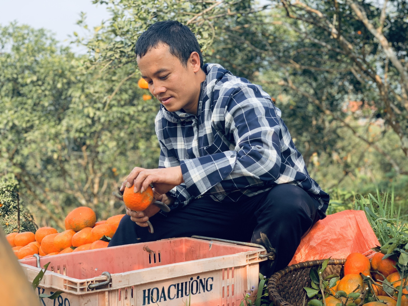 Cam bù vàng rực vào vụ Tết ảnh 14