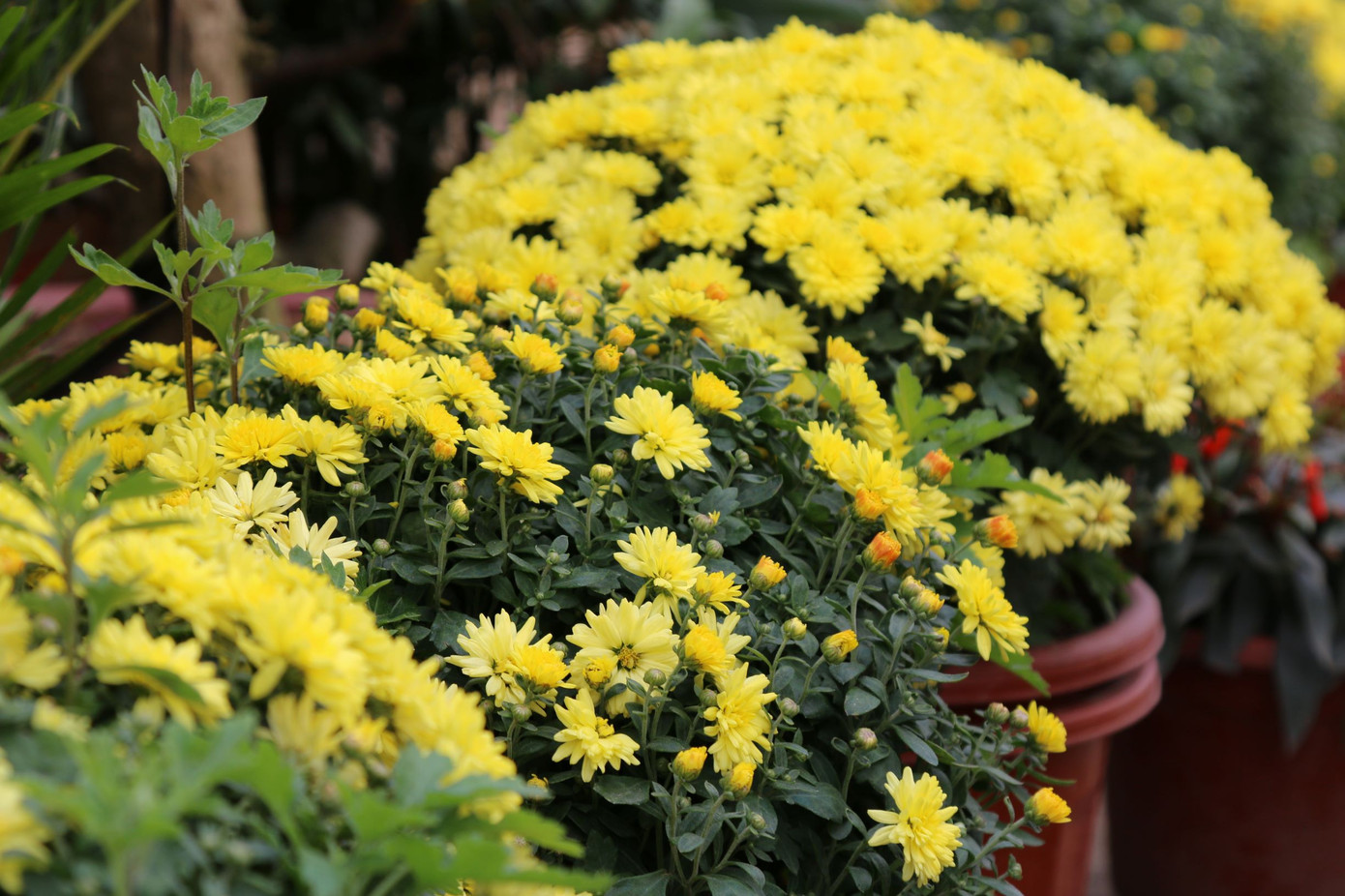 Rực rỡ sắc xuân ở làng hoa lớn nhất thành Vinh ảnh 3