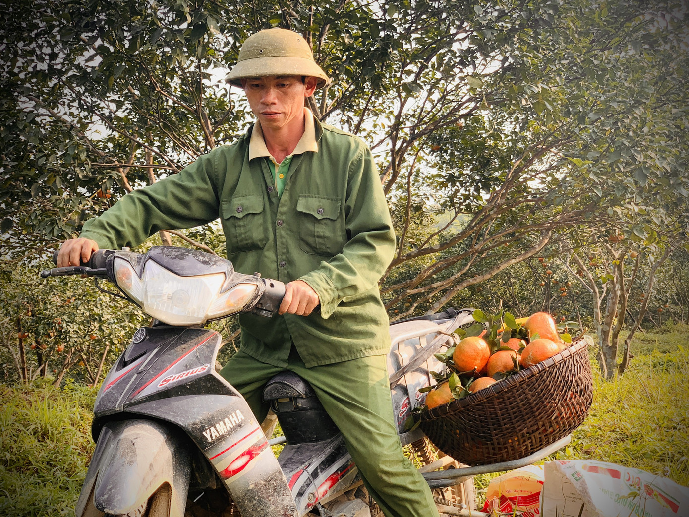 Cam bù vàng rực vào vụ Tết ảnh 16