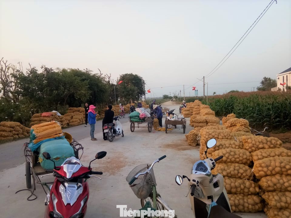 Khoai tây được mùa được giá, nông dân Nghệ An phấn khởi thu hoạch ảnh 5