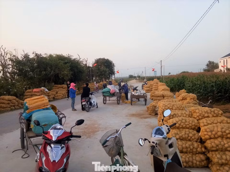 Khoai tây được mùa được giá, nông dân Nghệ An phấn khởi thu hoạch ảnh 5