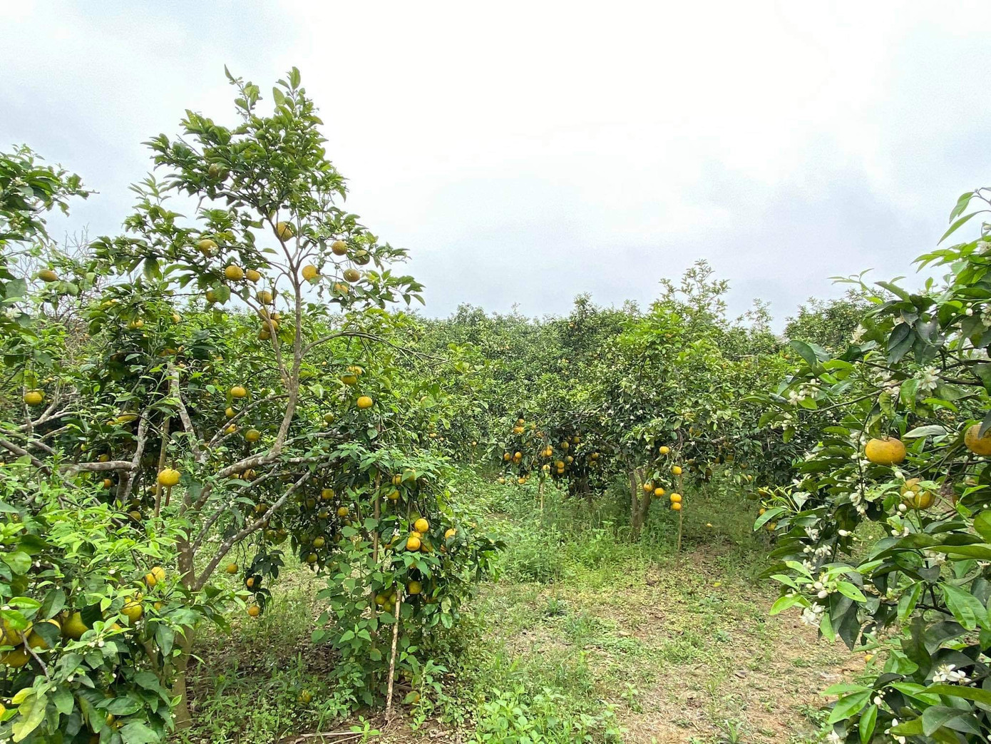 Đặc sản quýt Nghệ An bán rẻ như cho vẫn không ai mua ảnh 1