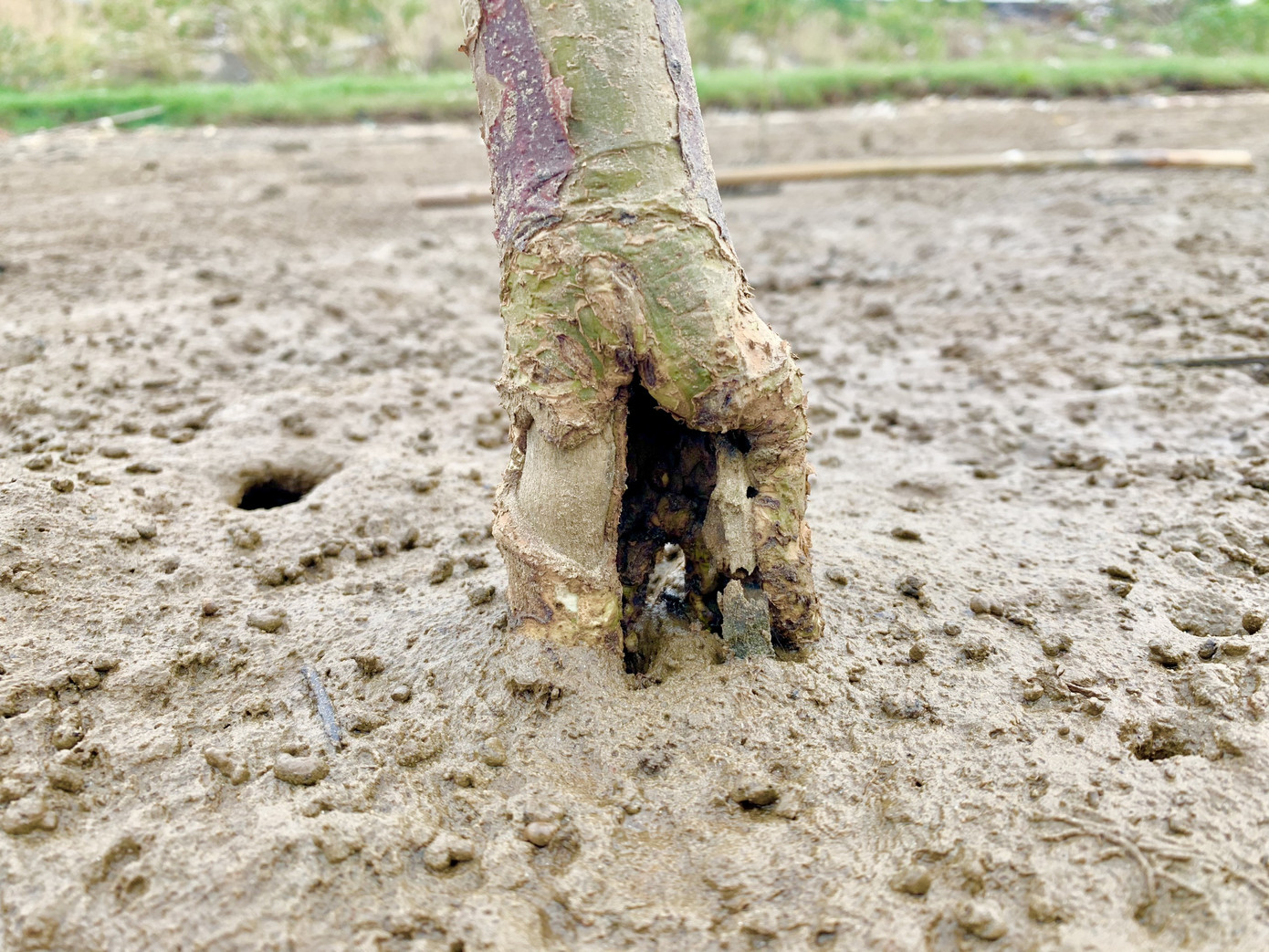 Rừng ngập mặn ở Hà Tĩnh vừa trồng đã chết trắng ảnh 6