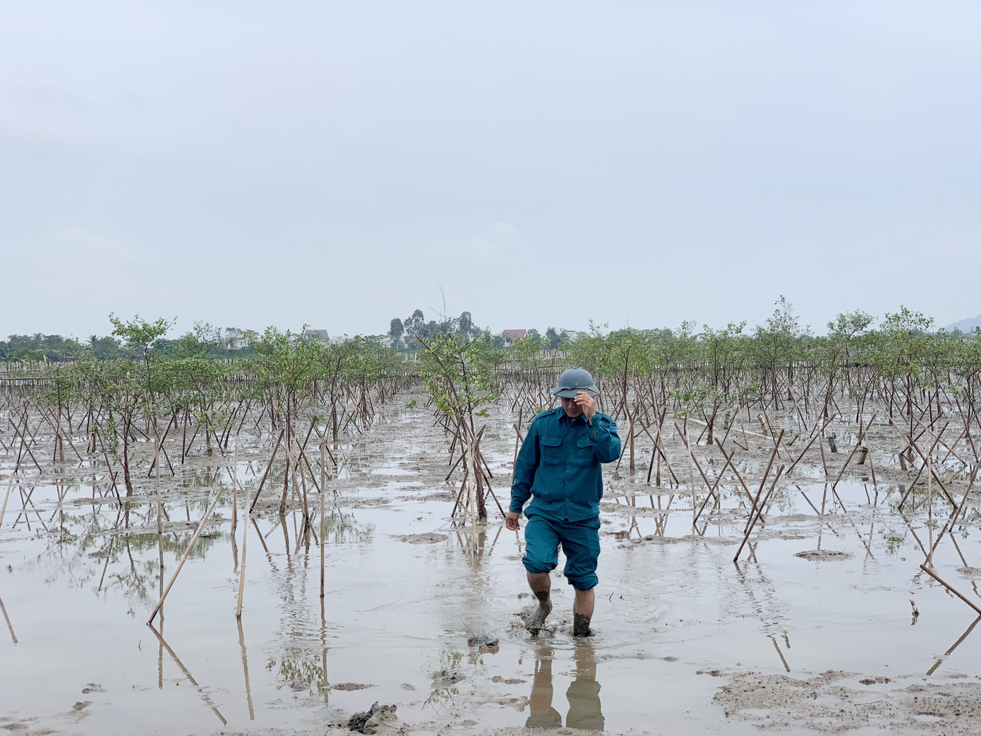 Rừng ngập mặn ở Hà Tĩnh vừa trồng đã chết trắng ảnh 7