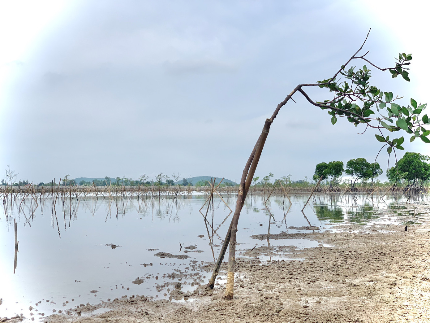 Rừng ngập mặn ở Hà Tĩnh vừa trồng đã chết trắng ảnh 8