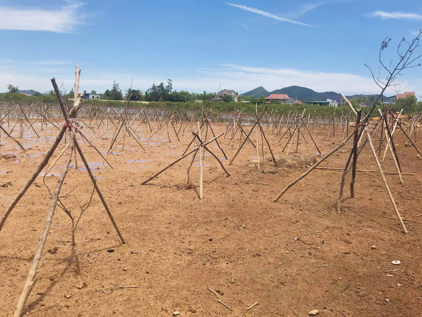 Rừng ngập mặn ở Hà Tĩnh vừa trồng đã chết trắng ảnh 12
