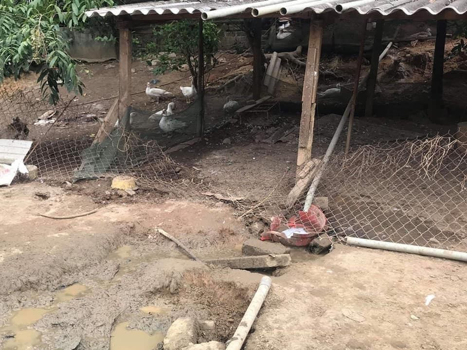 Đang nhặt trứng vịt sau vườn, người phụ bị 'trâu điên' húc tử vong ảnh 1