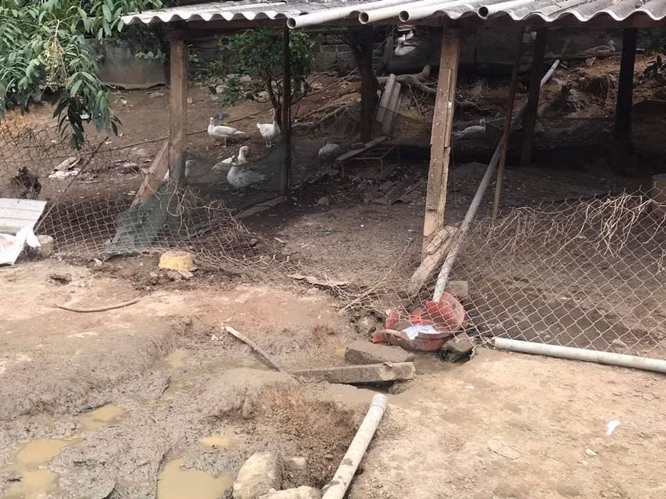 Đang nhặt trứng vịt sau vườn, người phụ bị 'trâu điên' húc tử vong ảnh 1