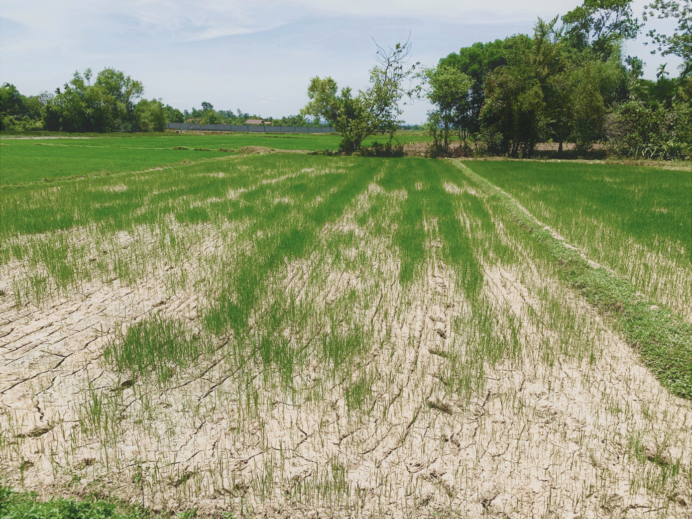 Dân vùng 'chảo lửa' méo mặt vì hàng ngàn ha hoa màu chết khô ảnh 12
