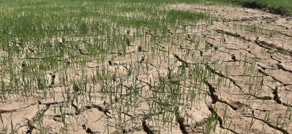 Hồ đập cạn khô, ruộng đồng nứt nẻ, dân quay cuồng trong nắng nóng miền Trung ảnh 16