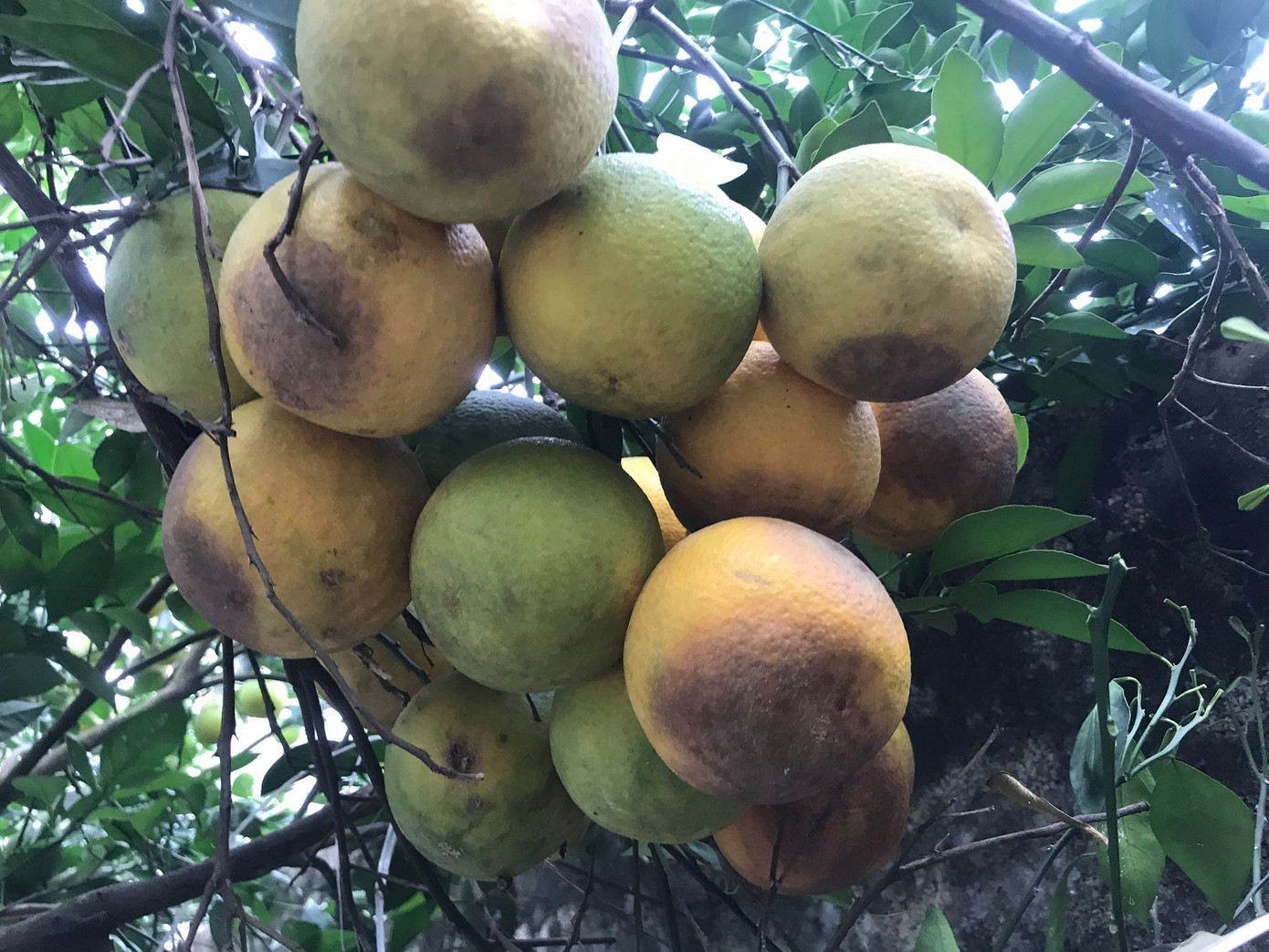 'Đệ nhất cam' xứ Nghệ rụng vàng gốc sau lũ ảnh 1