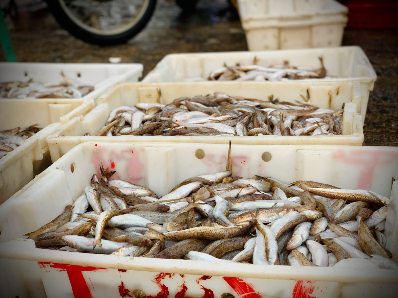 Vươn khơi đầu năm, ngư dân phấn khởi trúng đậm tôm, cá ảnh 12